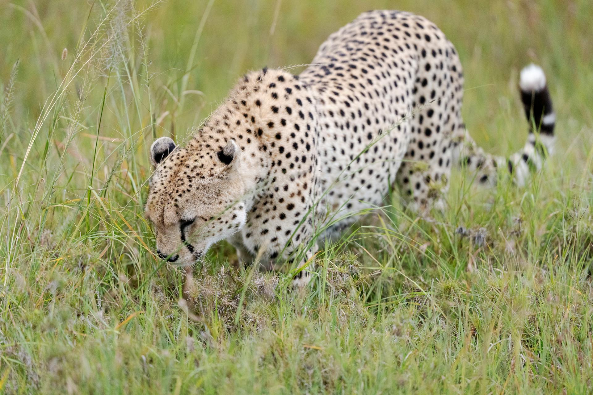 Cheetahs in the Mara