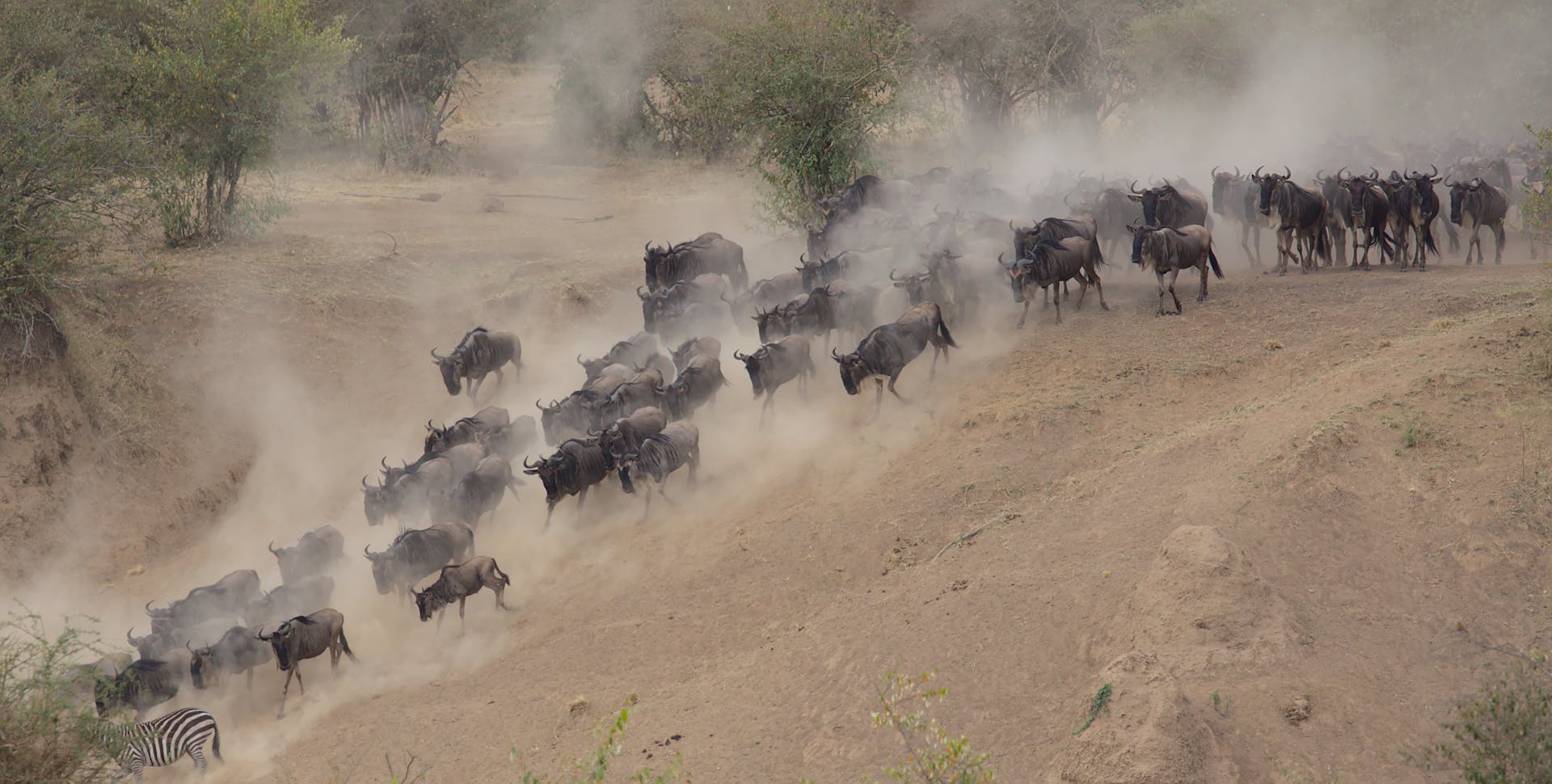 Great Wildebeest Migration