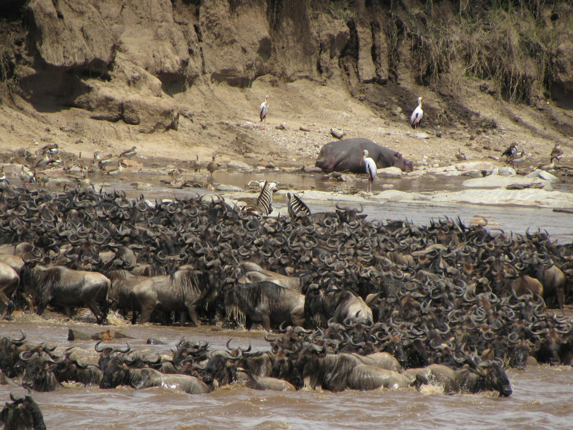 Great Wildebeest Migration