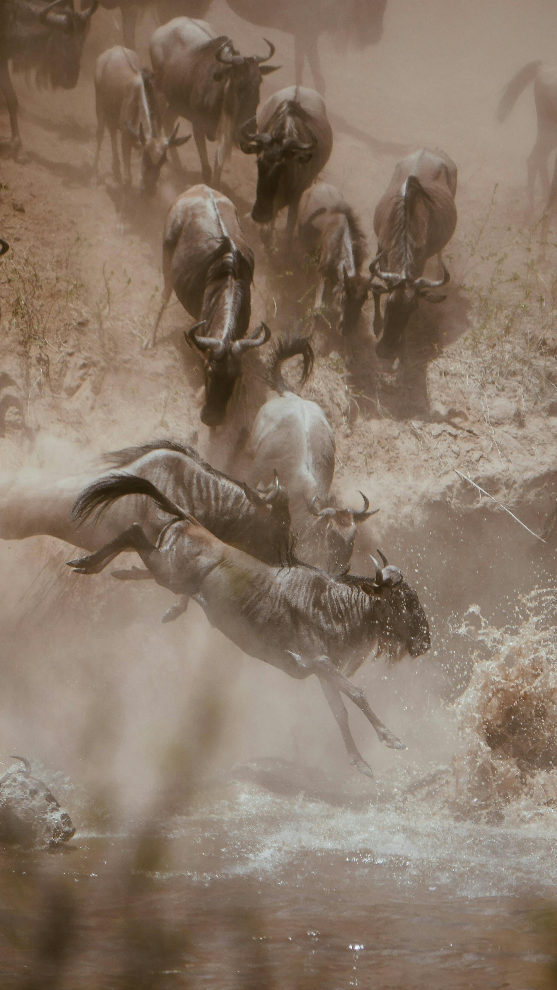 Great Wildebeest Migration