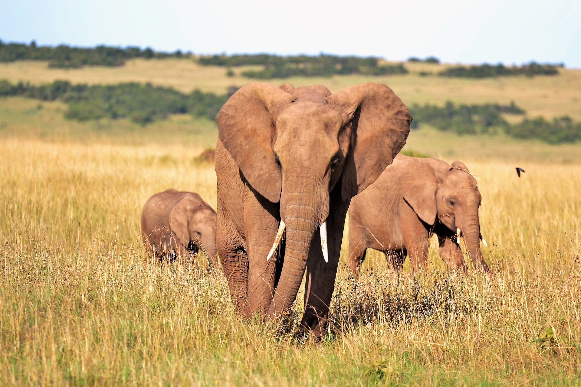 Serengeti Wildlife Sanctuary