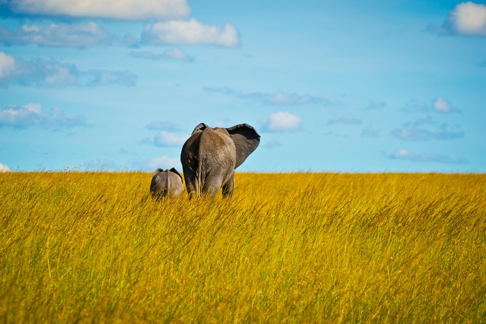 Elephants in the Mara