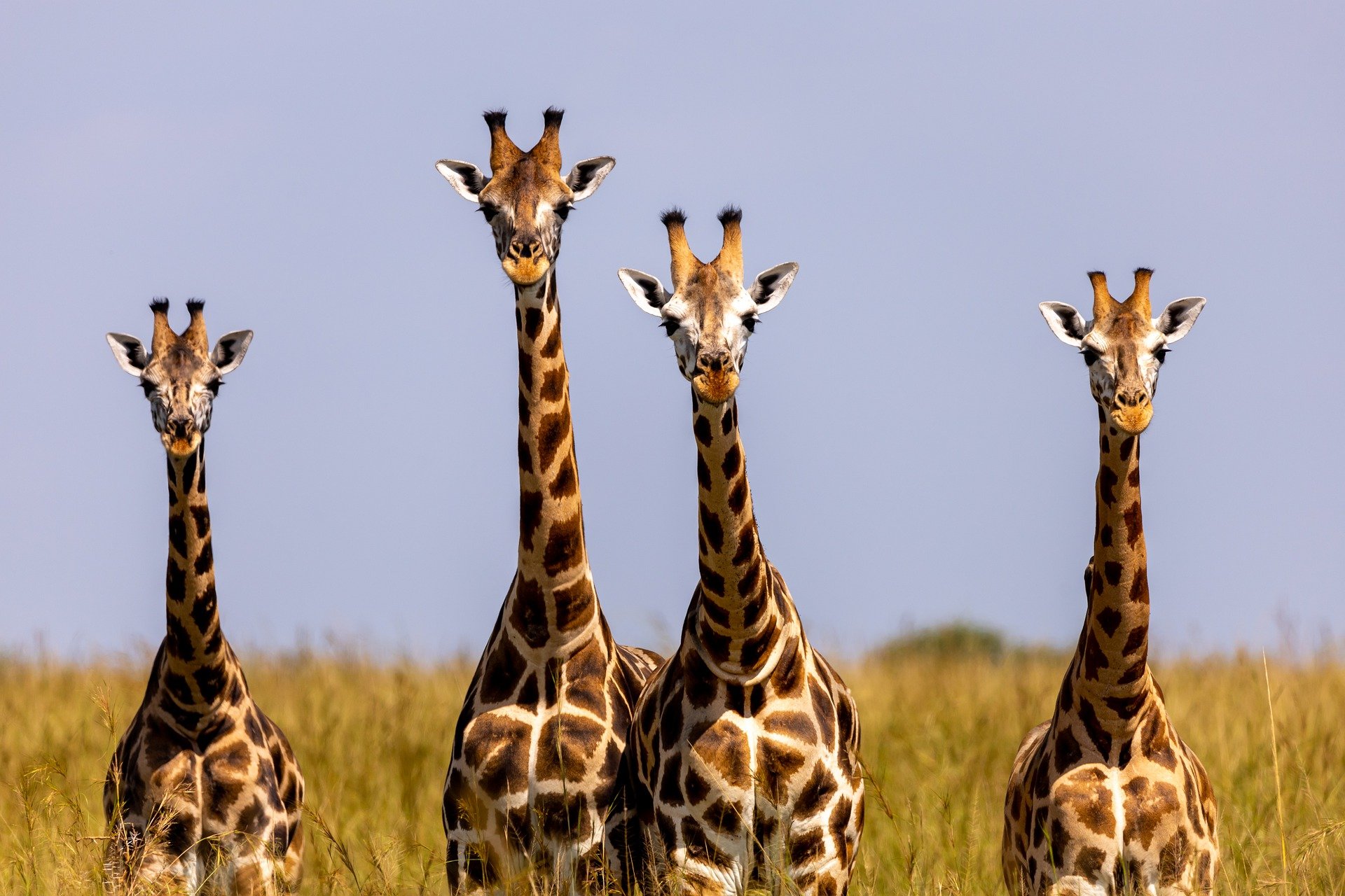 Nubian Giraffes