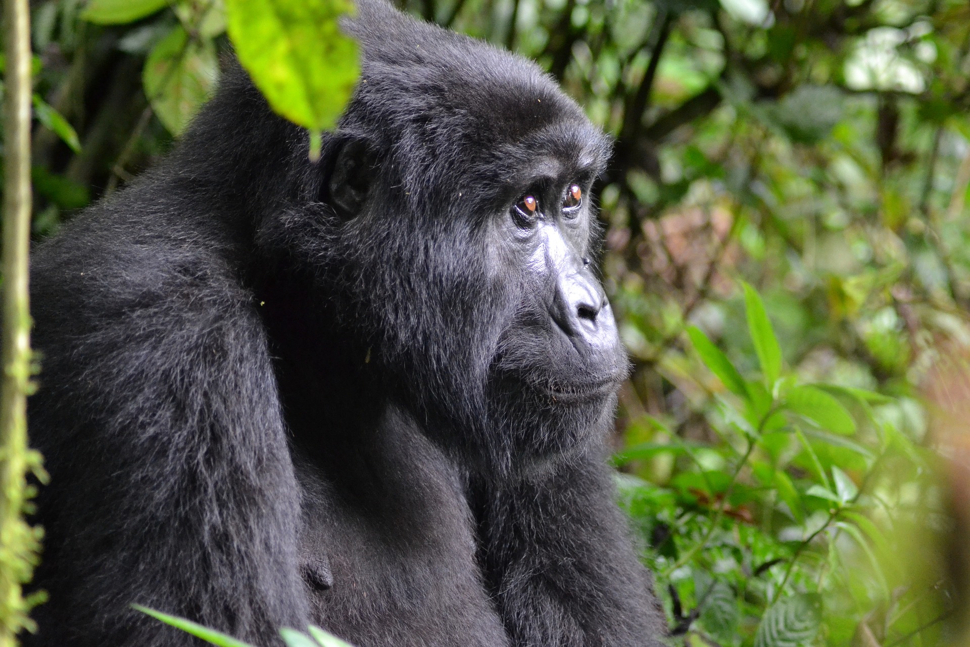 Uganda Gorilla Trekking