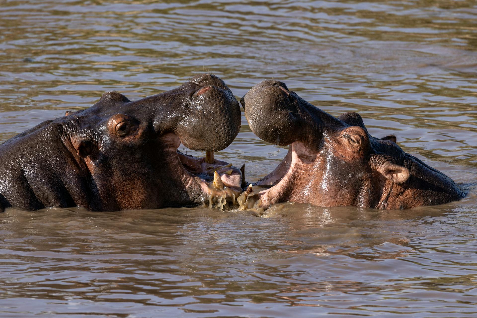 Hippopotamus
