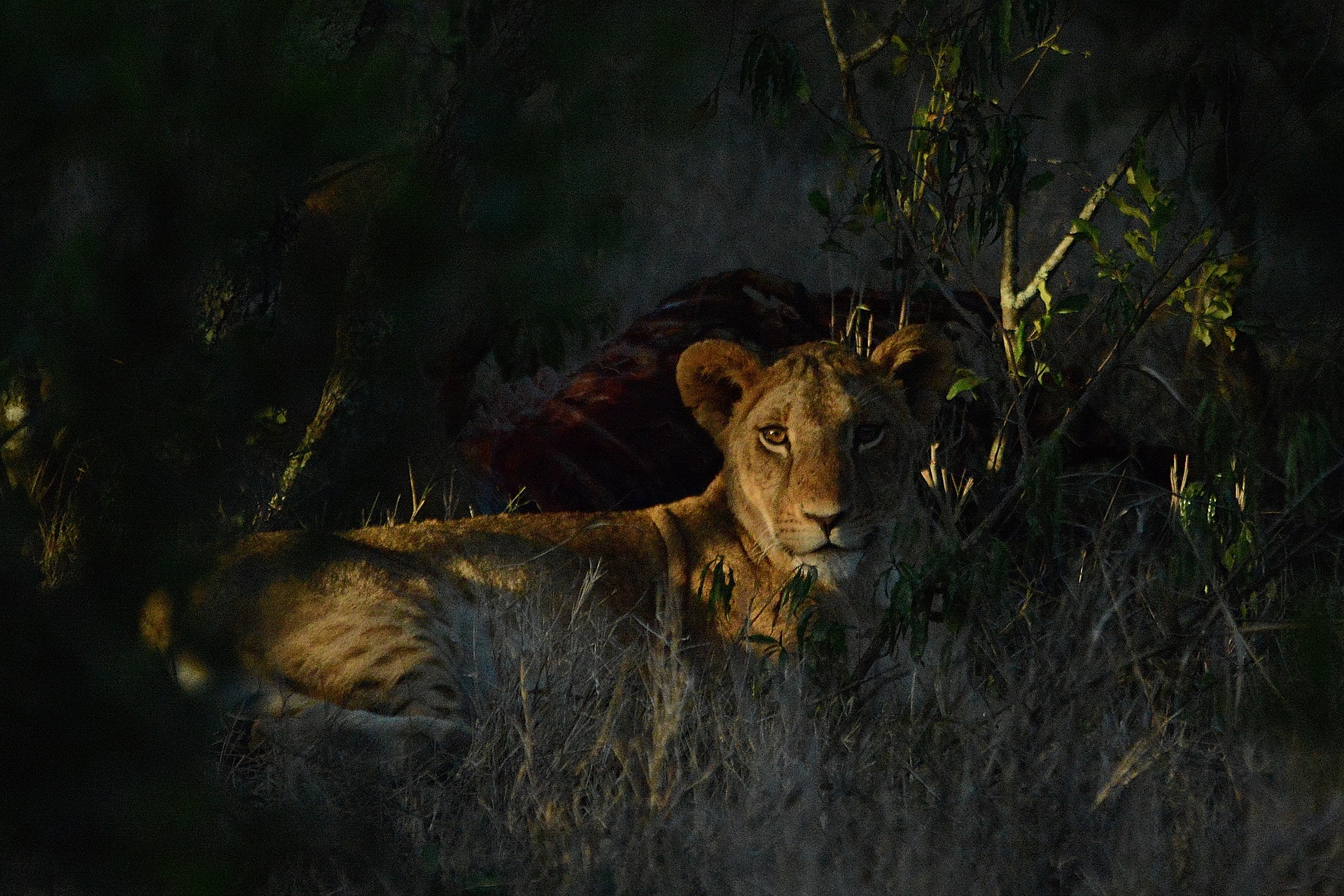 Maasai Mara National Reserve