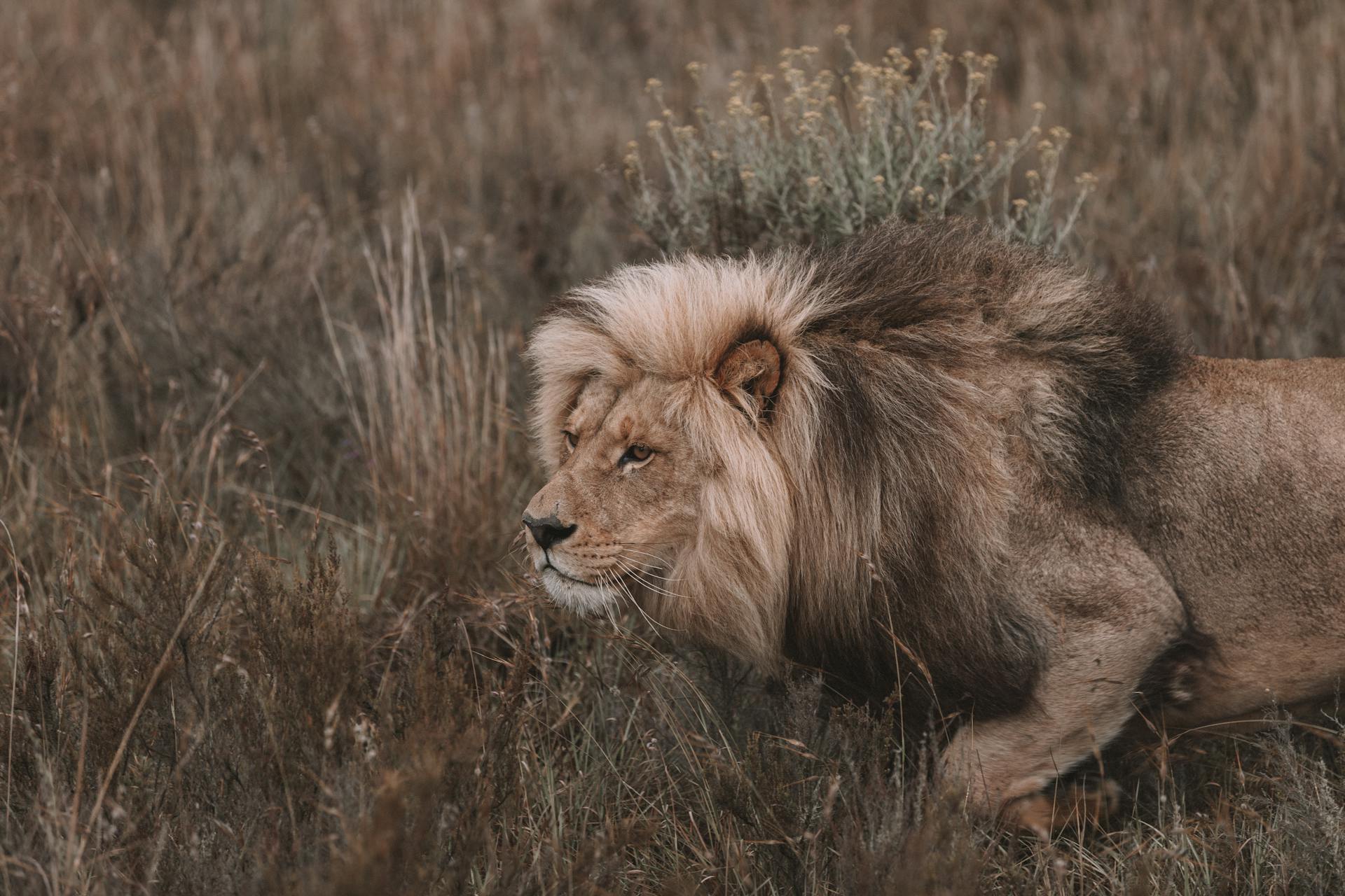 Lion