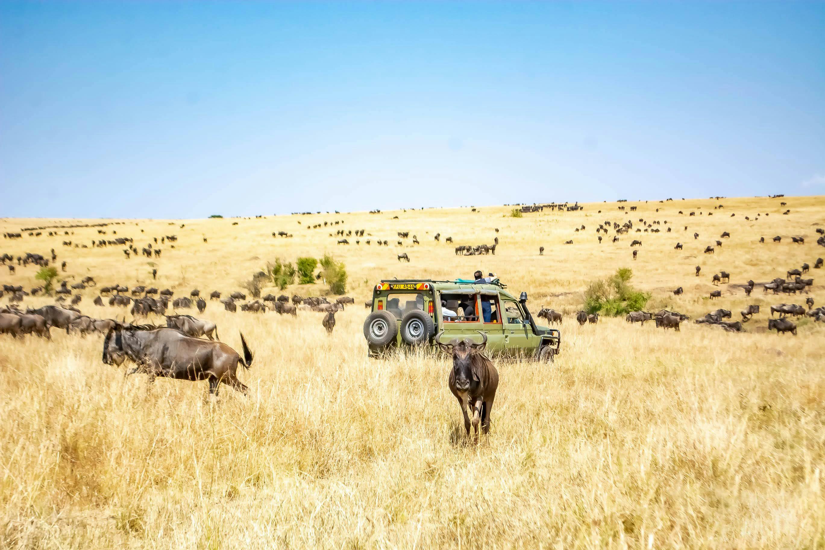 Self-Drive Safari