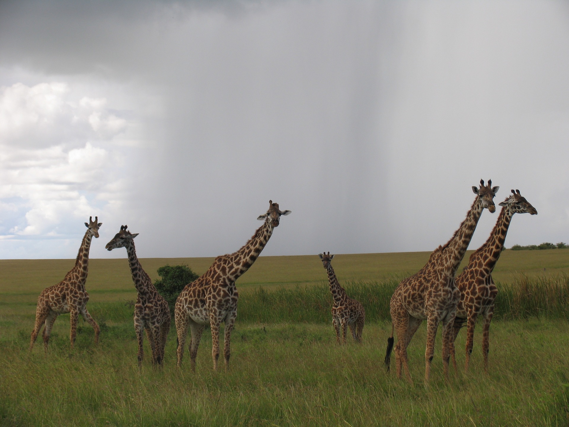 Private Safari