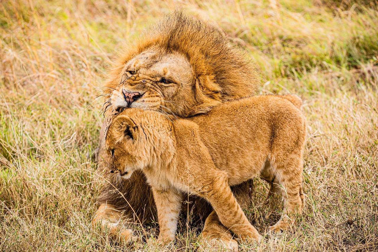 Photography Safari