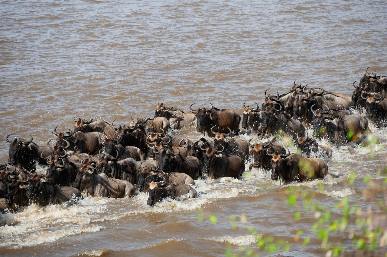 Wildbeasts Migration