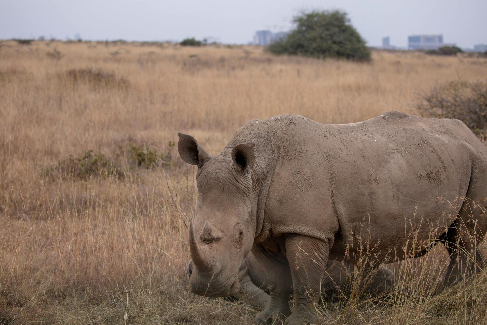 Rhinoceros