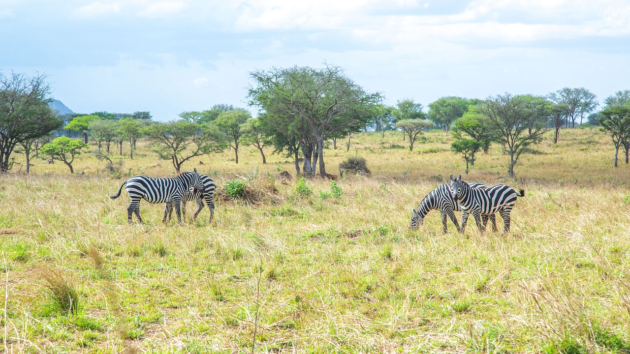 Kenya - Tanzania Safari