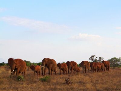 africa, kenya, tsavo, safari, nature, wildlife, landscape, wilderness, national park, park, scenic, panorama, to travel, environment, outlook, elephants, family