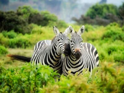Two zebras in vibrant greenery showcasing African wildlife in their natural habitat.