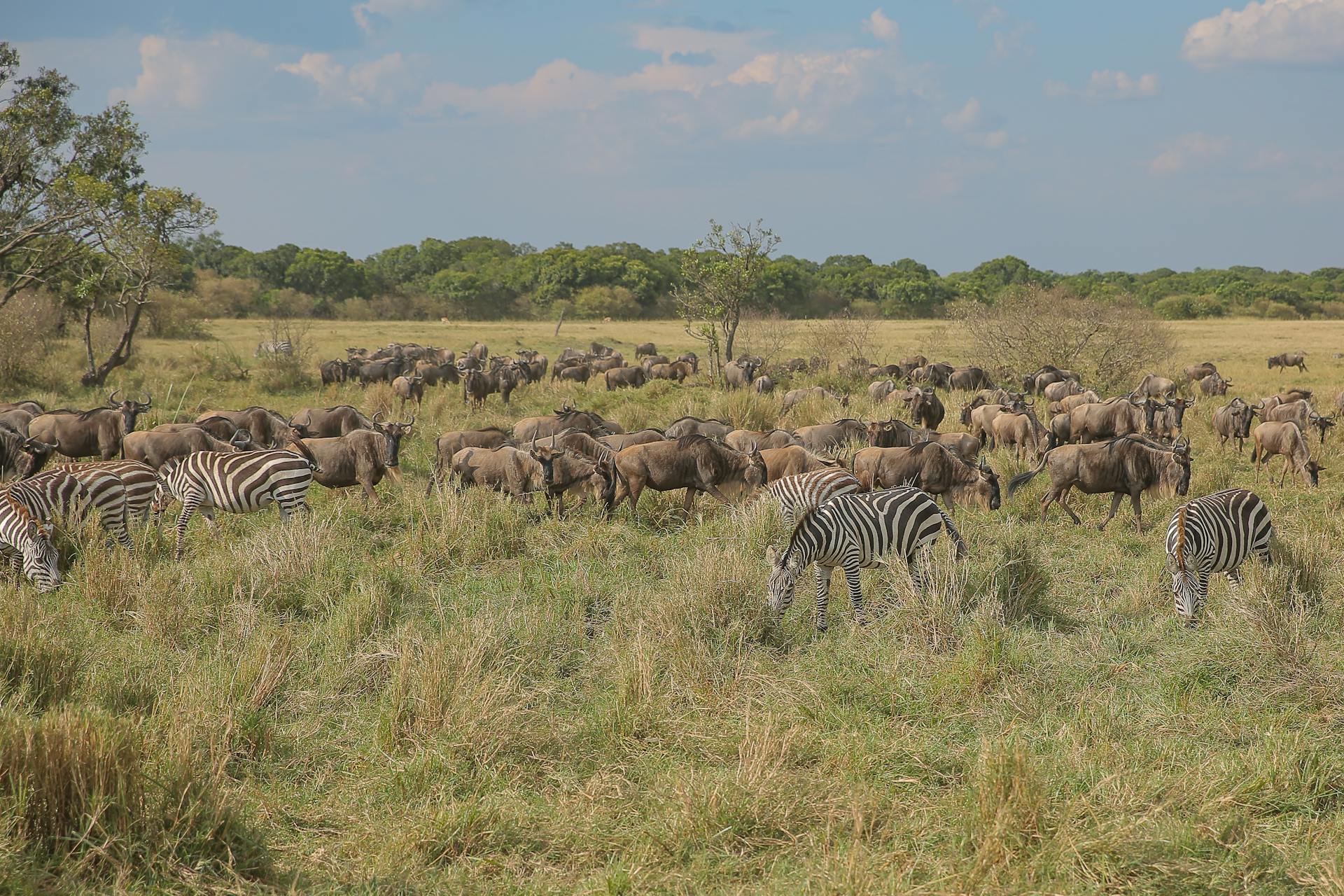 Zebras and Antelopes