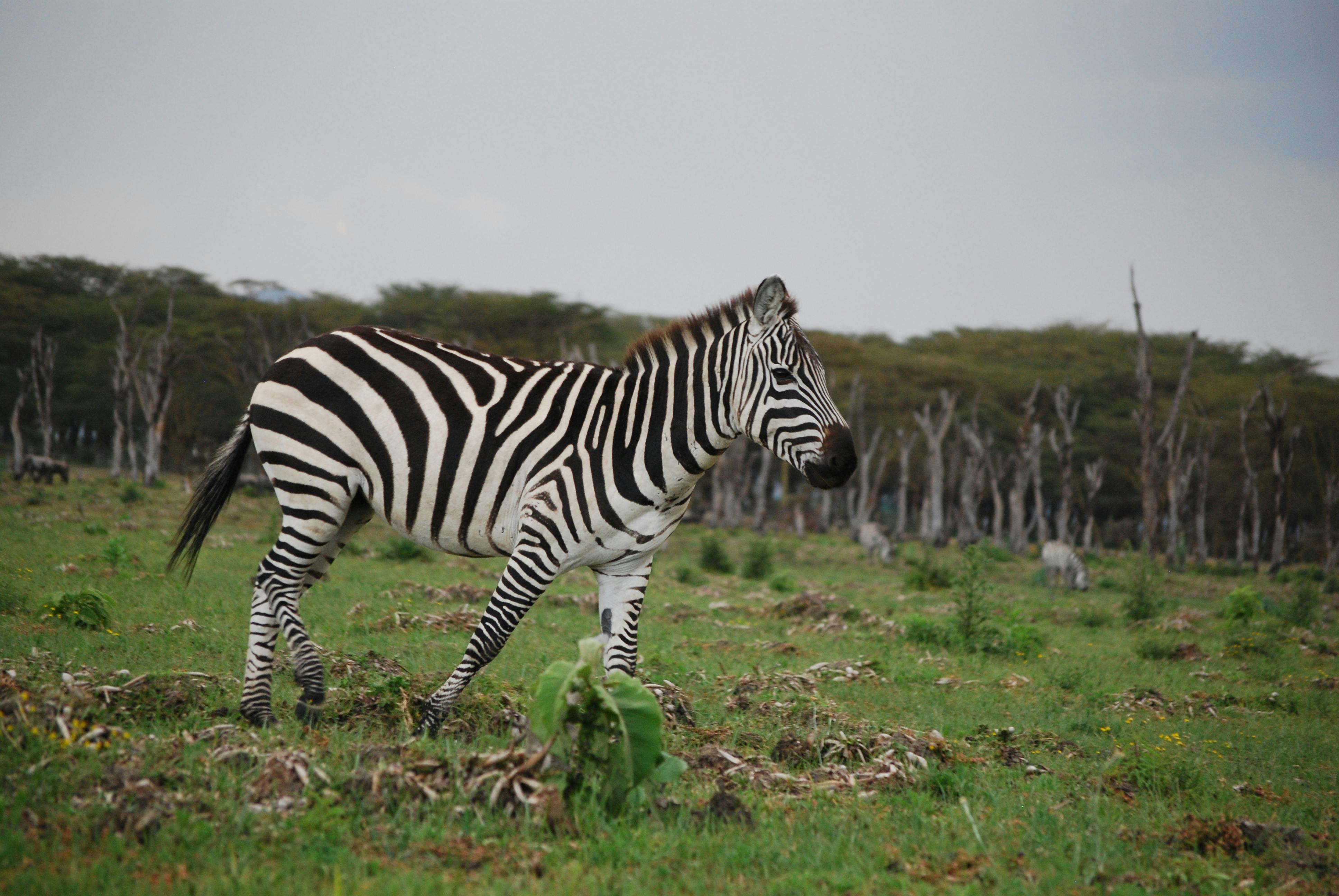 Zebras at the Mara